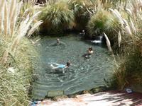 Puritama-Bäder &ndash; &copy; Jana Maria Kleibert (Eberhardt TRAVEL)