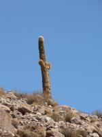 Kaktus &ndash; &copy; Jana Maria Kleibert (Eberhardt TRAVEL)