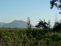 Weinanbau &ndash; &copy; Jana Maria Kleibert (Eberhardt TRAVEL)