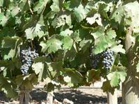 Weingut Concha y Toro &ndash; &copy; Jana Maria Kleibert (Eberhardt TRAVEL)