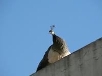 Pfau &ndash; &copy; Jana Maria Kleibert (Eberhardt TRAVEL)