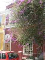 Blumenpracht &ndash; &copy; Jana Maria Kleibert (Eberhardt TRAVEL)