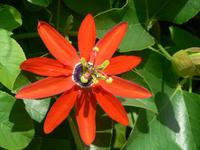 Blüten &ndash; &copy; Jana Maria Kleibert (Eberhardt TRAVEL)