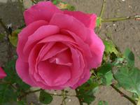 Rosen &ndash; &copy; Jana Maria Kleibert (Eberhardt TRAVEL)