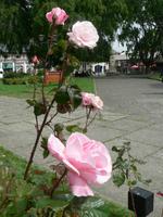 Rosen in Puerto Varas &ndash; &copy; Jana Maria Kleibert (Eberhardt TRAVEL)