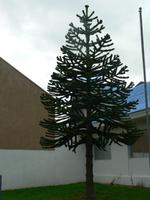 Araukarie &ndash; &copy; Jana Maria Kleibert (Eberhardt TRAVEL)