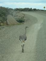 Nandu &ndash; &copy; Jana Maria Kleibert (Eberhardt TRAVEL)