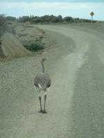 Nandu &ndash; &copy; Jana Maria Kleibert (Eberhardt TRAVEL)