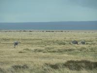 Nandus &ndash; &copy; Jana Maria Kleibert (Eberhardt TRAVEL)