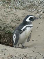 Seno Otway Pinguin-Kolonie &ndash; &copy; Jana Maria Kleibert (Eberhardt TRAVEL)