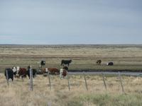 Rinder in Punta Arenas &ndash; &copy; Jana Maria Kleibert (Eberhardt TRAVEL)