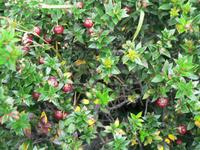 Calafate Beeren &ndash; &copy; Jana Maria Kleibert (Eberhardt TRAVEL)