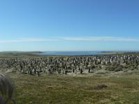 Sparrow Cove Pinguinkolonie &ndash; &copy; Jana Maria Kleibert (Eberhardt TRAVEL)