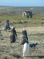 Sparrow Cove Pinguinkolonie &ndash; &copy; Jana Maria Kleibert (Eberhardt TRAVEL)