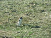 Sparrow Cove Pinguinkolonie &ndash; &copy; Jana Maria Kleibert (Eberhardt TRAVEL)