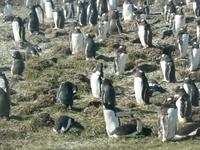 Sparrow Cove Pinguinkolonie &ndash; &copy; Jana Maria Kleibert (Eberhardt TRAVEL)