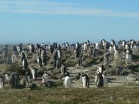 Sparrow Cove Pinguinkolonie &ndash; &copy; Jana Maria Kleibert (Eberhardt TRAVEL)