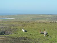 Falklandinseln &ndash; &copy; Jana Maria Kleibert (Eberhardt TRAVEL)