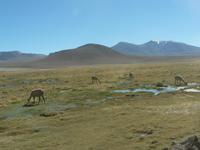 Vikuñas &ndash; &copy; Jana Maria Kleibert (Eberhardt TRAVEL)