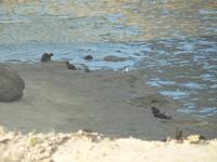 Seelöwen in Puerto Madryn &ndash; &copy; Jana Maria Kleibert (Eberhardt TRAVEL)