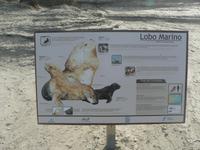 Seelöwen in Puerto Madryn &ndash; &copy; Jana Maria Kleibert (Eberhardt TRAVEL)