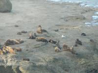 Seelöwen in Puerto Madryn &ndash; &copy; Jana Maria Kleibert (Eberhardt TRAVEL)