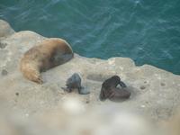 Seelöwen in Puerto Madryn &ndash; &copy; Jana Maria Kleibert (Eberhardt TRAVEL)