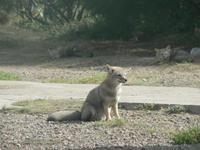 Wüstenfuchs in Puerto Madryn &ndash; &copy; Jana Maria Kleibert (Eberhardt TRAVEL)
