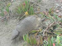 Gürteltier &ndash; &copy; Jana Maria Kleibert (Eberhardt TRAVEL)