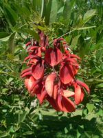 Uruguaische Nationalblume Ceibo &ndash; &copy; Jana Maria Kleibert (Eberhardt TRAVEL)