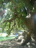 Park in Montevideo &ndash; &copy; Jana Maria Kleibert (Eberhardt TRAVEL)