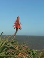 Blumen und Blick aufs Meer &ndash; &copy; Jana Maria Kleibert (Eberhardt TRAVEL)