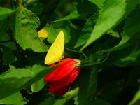 Schmetterling & Blüte