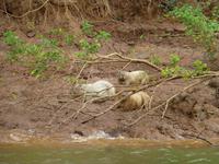 Wasserschwein (Capybara)
