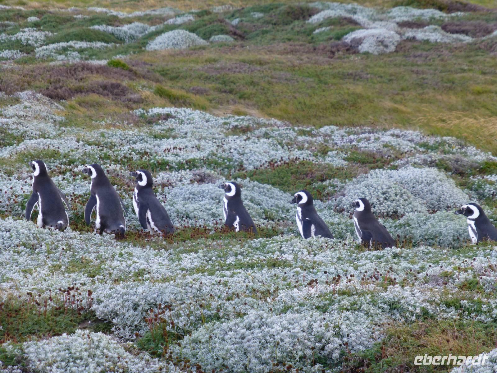 Magellan-Pinguine am Seno Otway