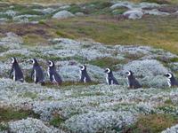 Magellan-Pinguine am Seno Otway