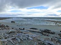 Magellan-Pinguine am Seno Otway