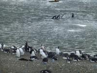 Magellan-Pinguine am Seno Otway