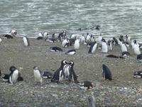 Magellan-Pinguine am Seno Otway