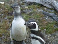 Magellan-Pinguine am Seno Otway
