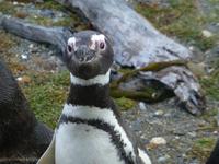 Magellan-Pinguine am Seno Otway