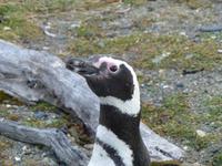 Magellan-Pinguine am Seno Otway