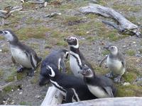 Magellan-Pinguine am Seno Otway