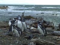 Magellan-Pinguine am Seno Otway