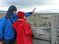 Beobachtung von Magellan-Pinguinen am Seno Otway