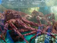 Riesenkrabben in Ushuaia