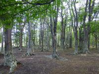 Südbuchen im Feuerland-Nationalpark
