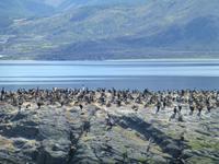 Katamaranfahrt in Feuerland