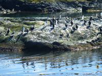 Katamaranfahrt in Feuerland