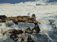 Seelöwen in Feuerland